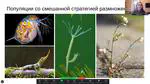 Tatyana Nikolaeva: Deep Learning in Population Genetics of Baikal Endemics
